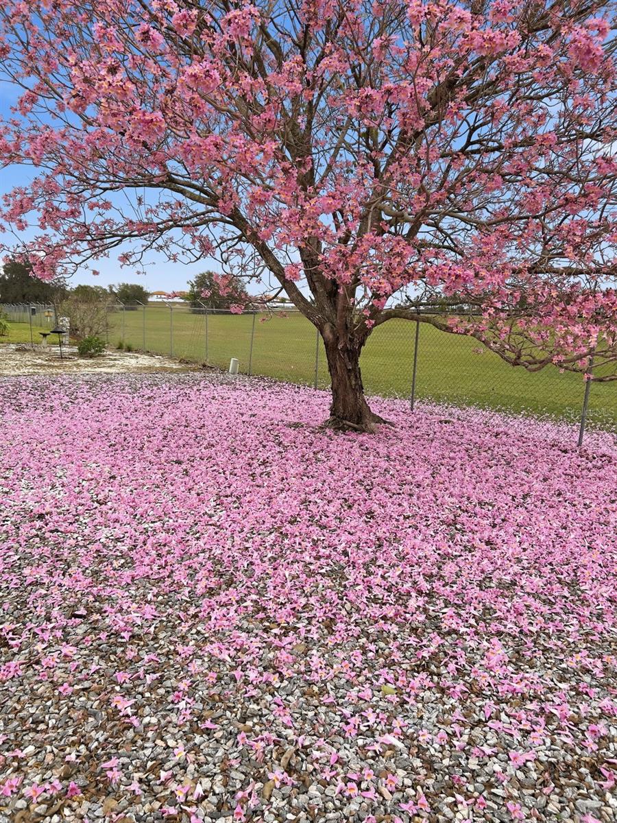 Image 28 of 28 For Address Not Provided