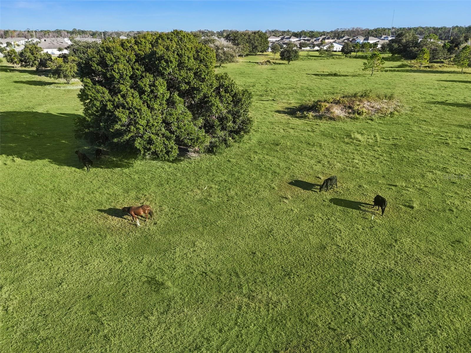 Image 27 of 28 For 5829 Bovine Drive