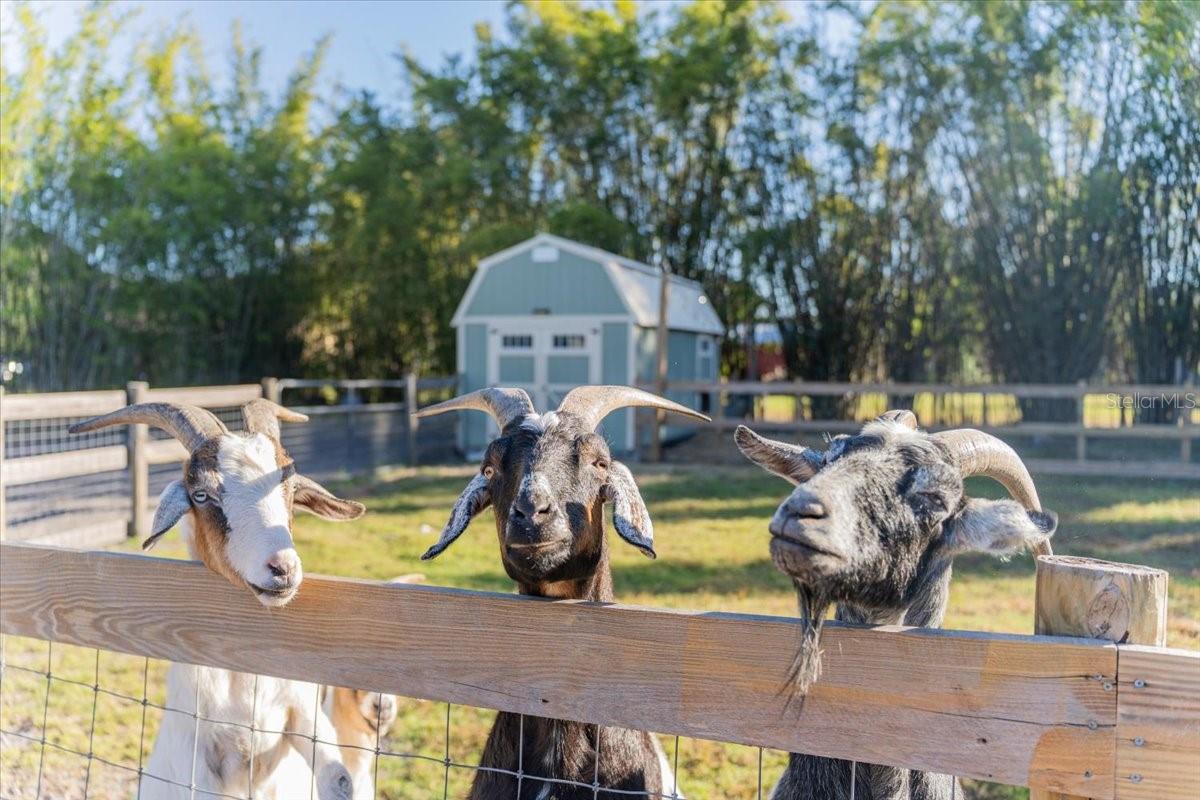 Image 39 of 66 For 5460 Boutin Lane