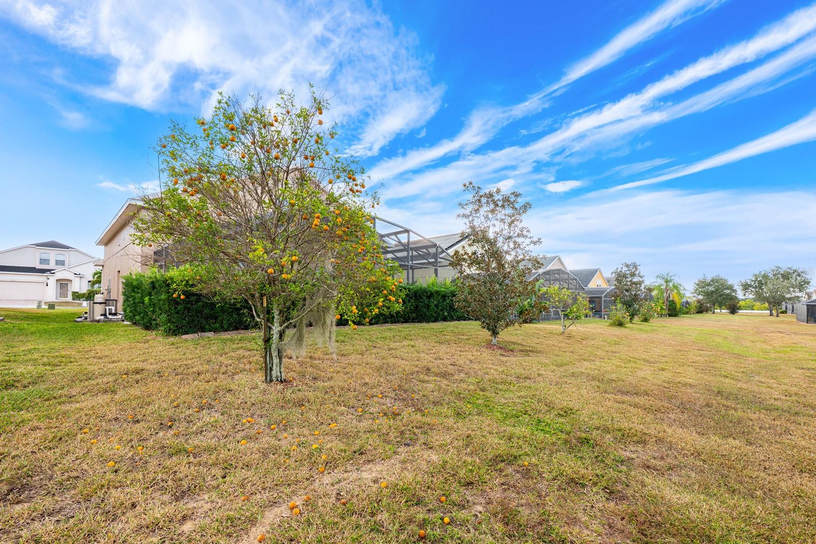 Image 36 of 37 For 549 Cadiz Loop