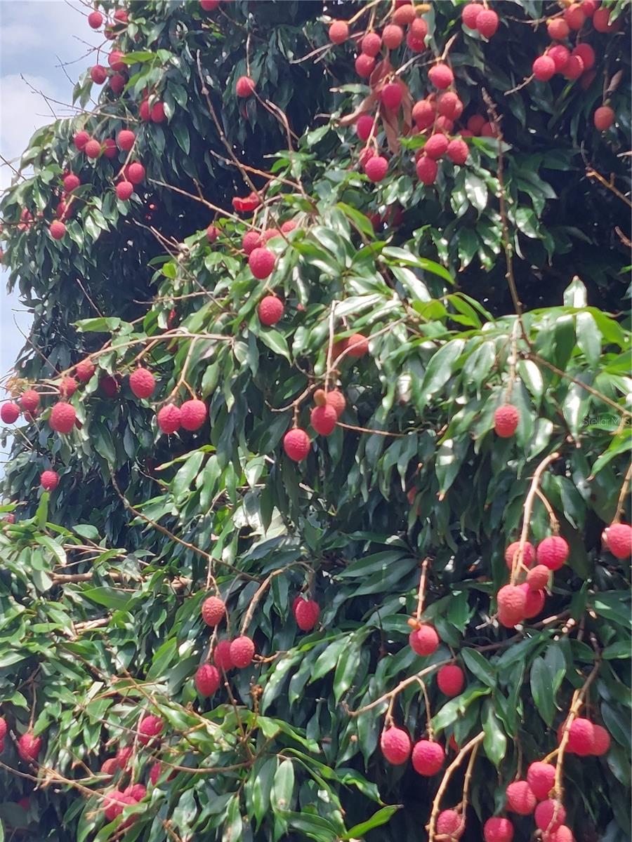 Image 31 of 45 For 116 Raintree Court