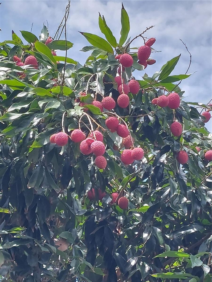 Image 32 of 45 For 116 Raintree Court