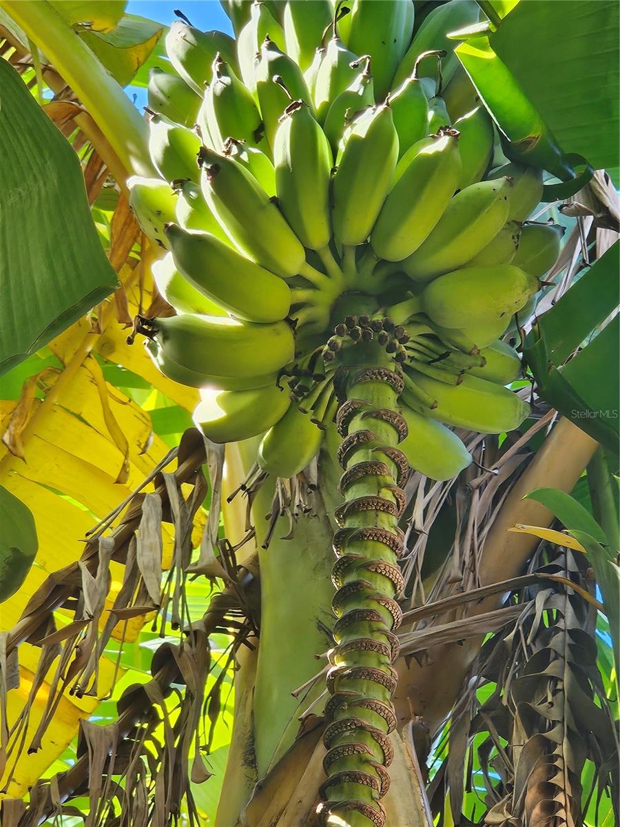 Image 34 of 45 For 116 Raintree Court