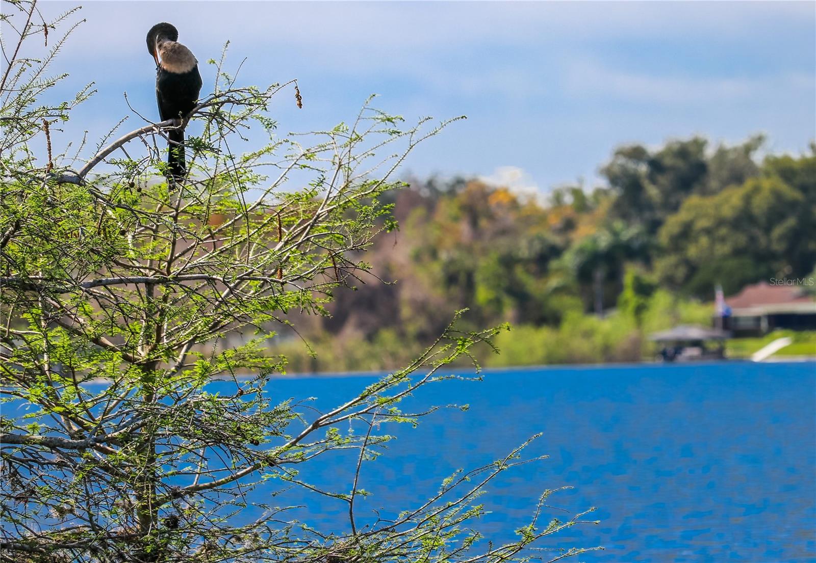 Image 50 of 58 For 645 Laurel Oak Lane 113