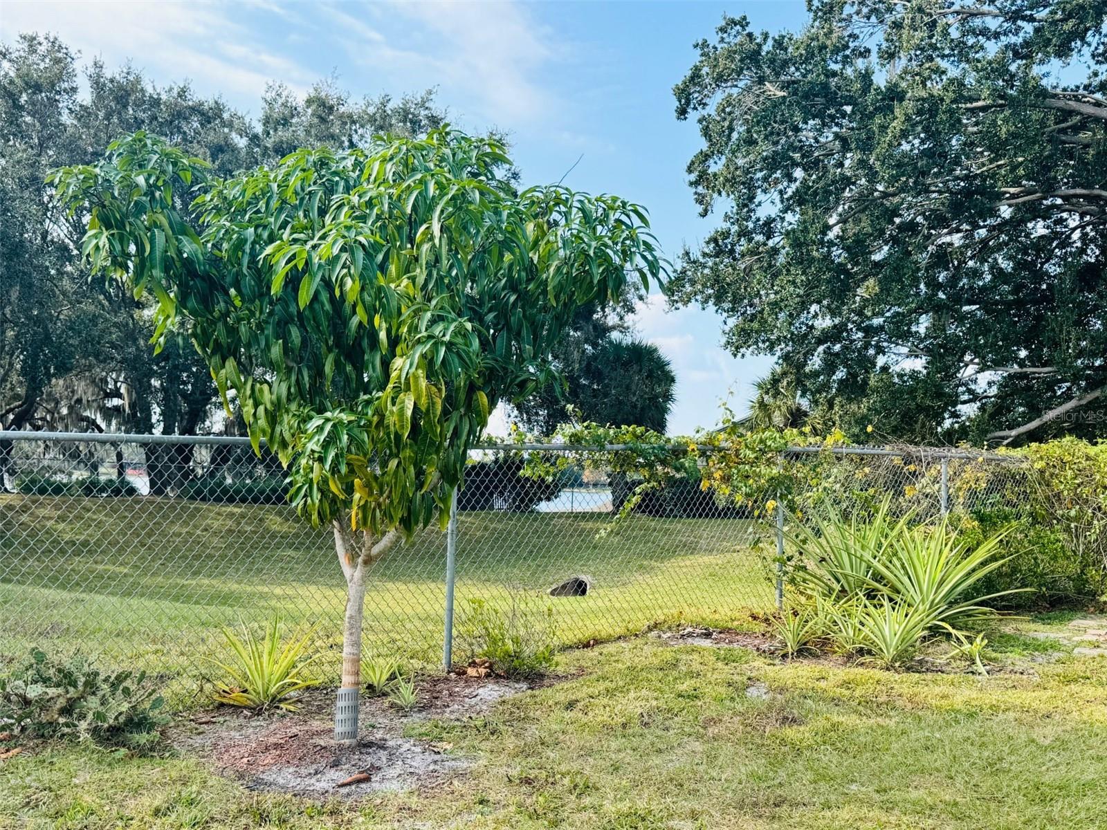 Image 3 of 38 For 8126 Calabria Court