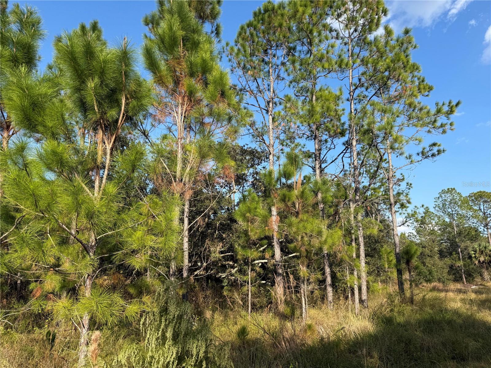 Image 2 of 2 For River Ranch Boulevard