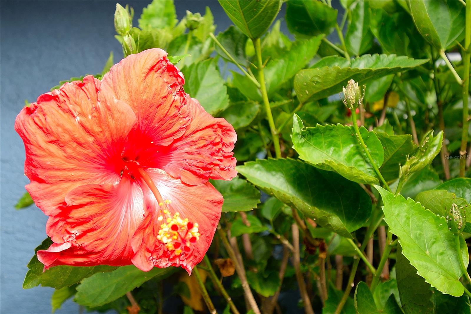 Image 21 of 23 For 2445 Christine Drive