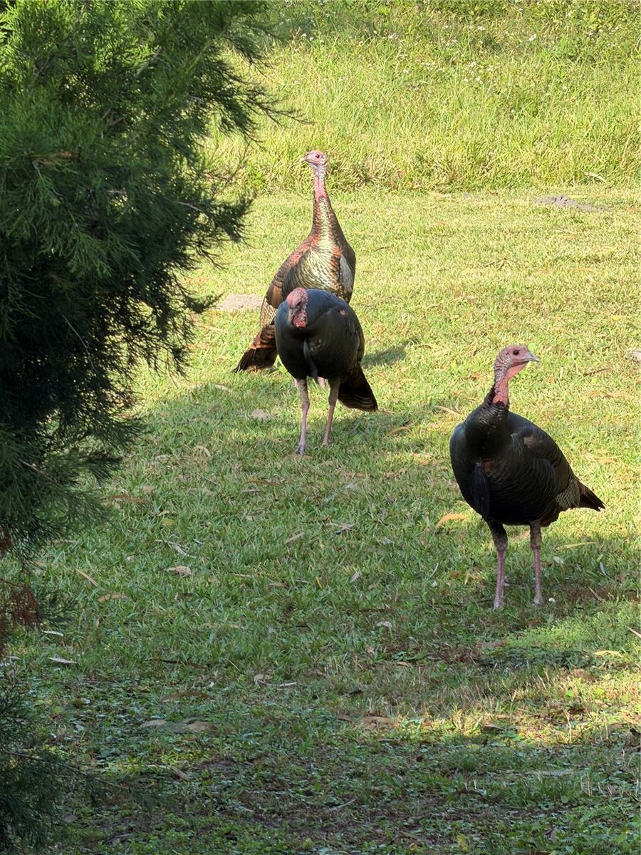 Image 21 of 25 For 40 Sheoah Boulevard 27