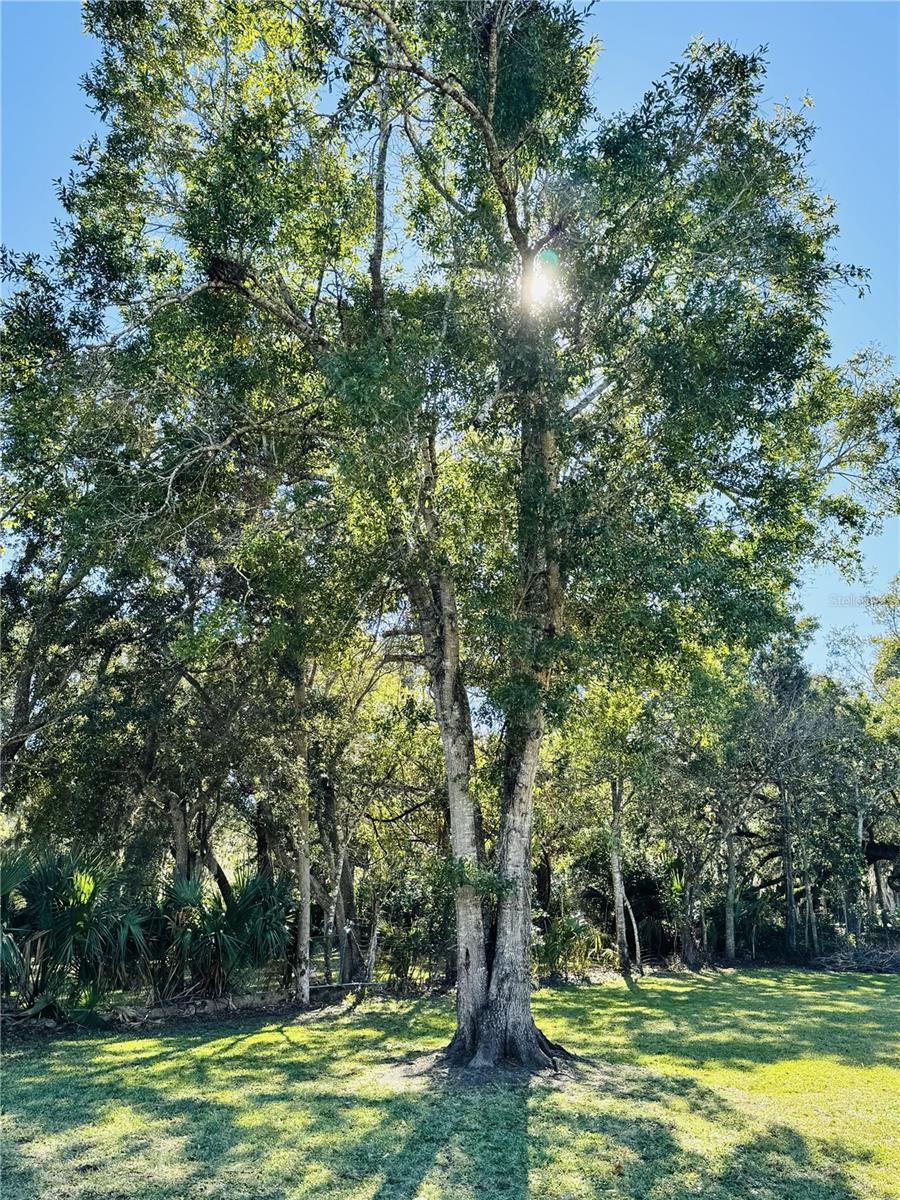 Image 5 of 14 For Whitehall Street