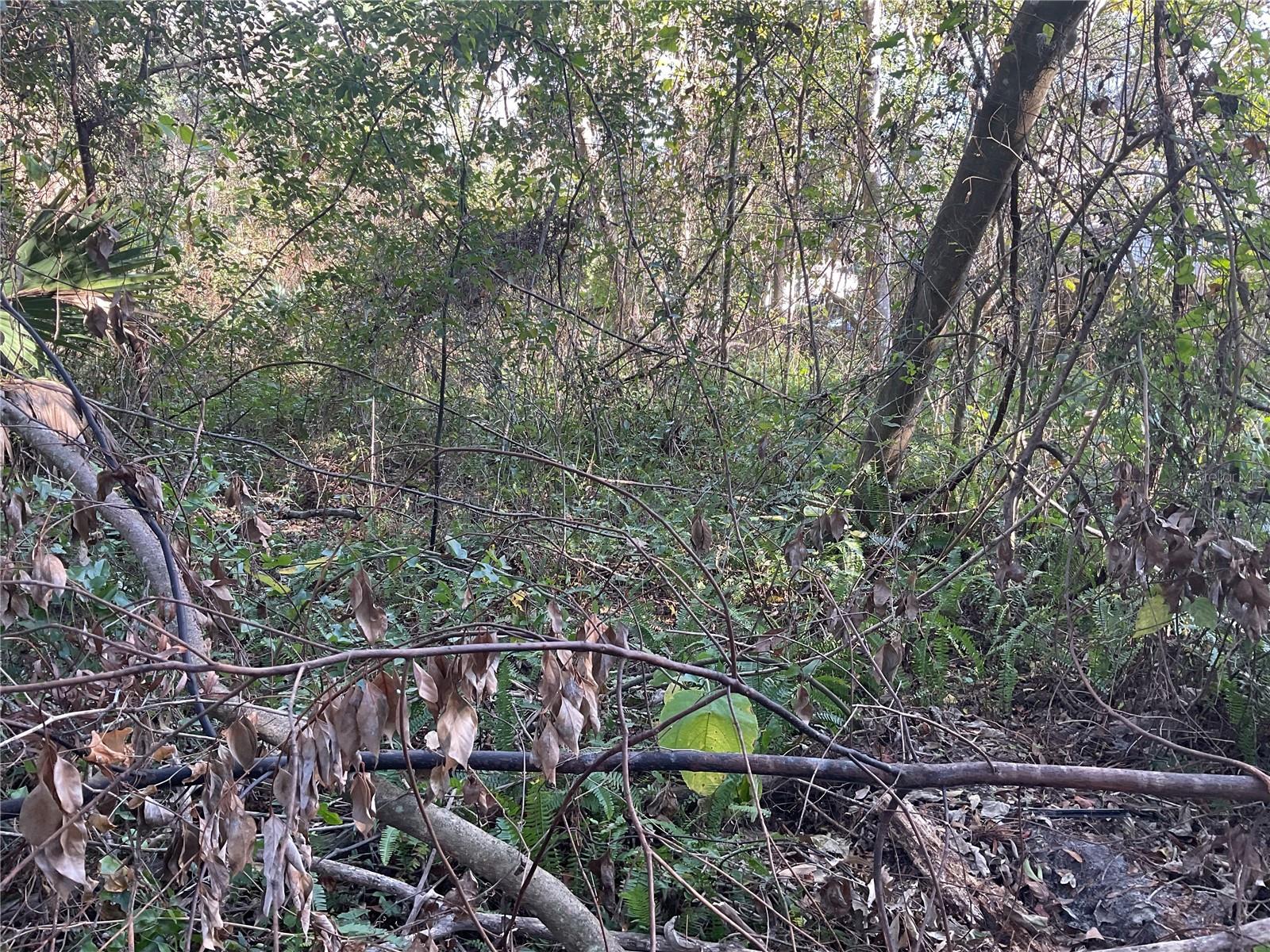 Image 9 of 14 For Tbd 64th Street