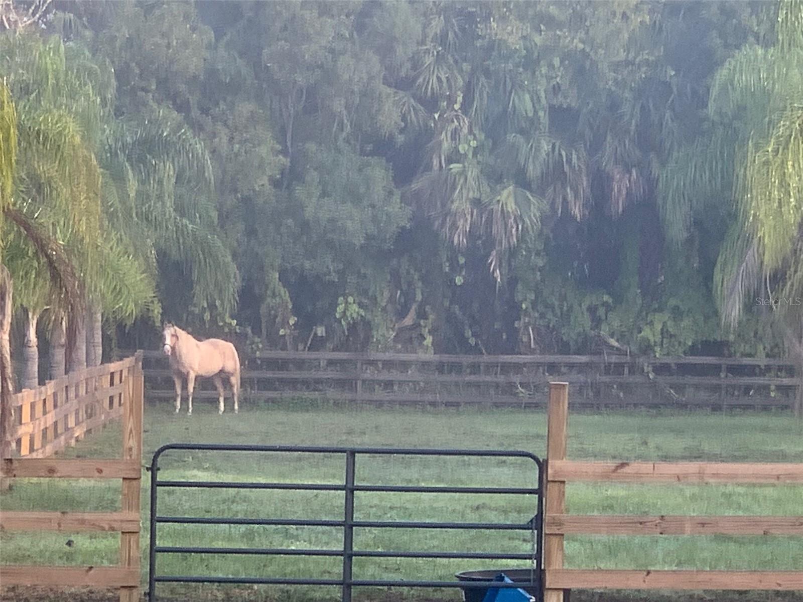 Image 34 of 48 For 1395 Palm Way