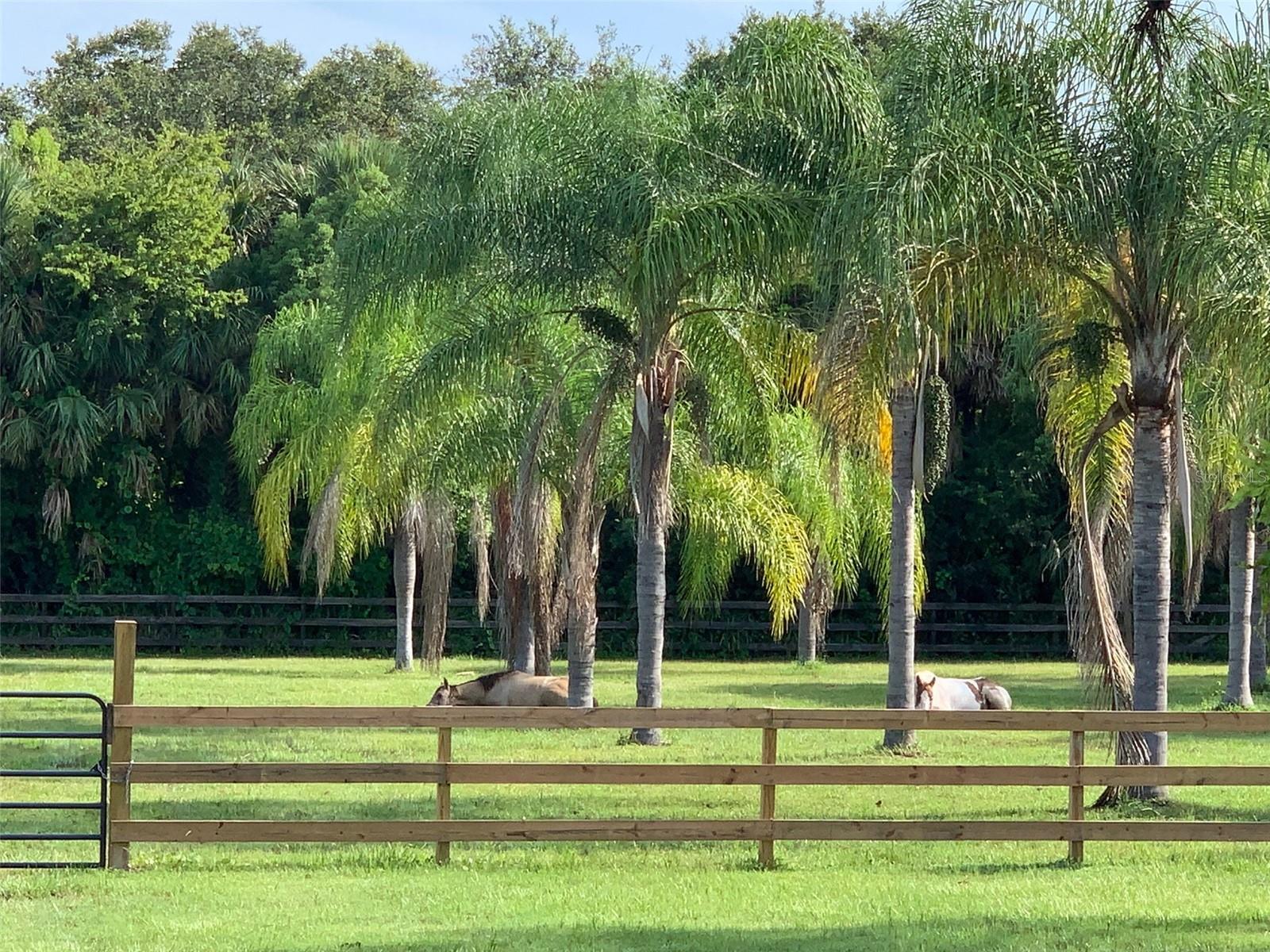 Image 40 of 48 For 1395 Palm Way