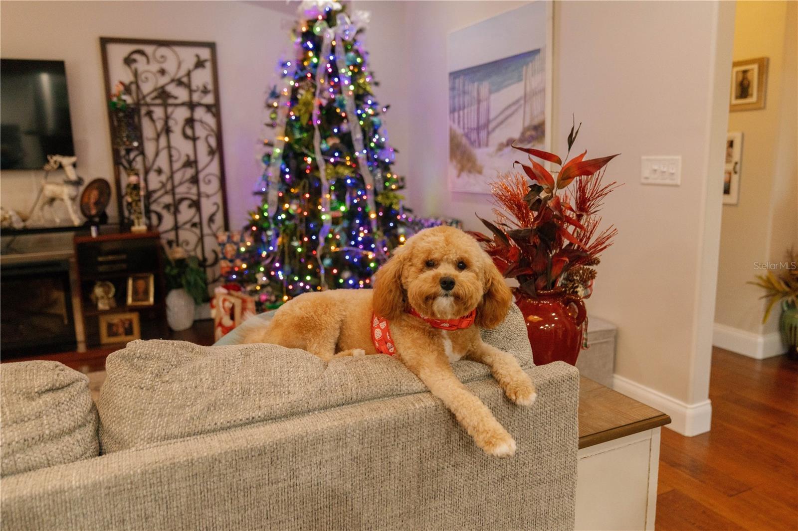 Image 19 of 39 For 537 Woodlawn Cemetery Road