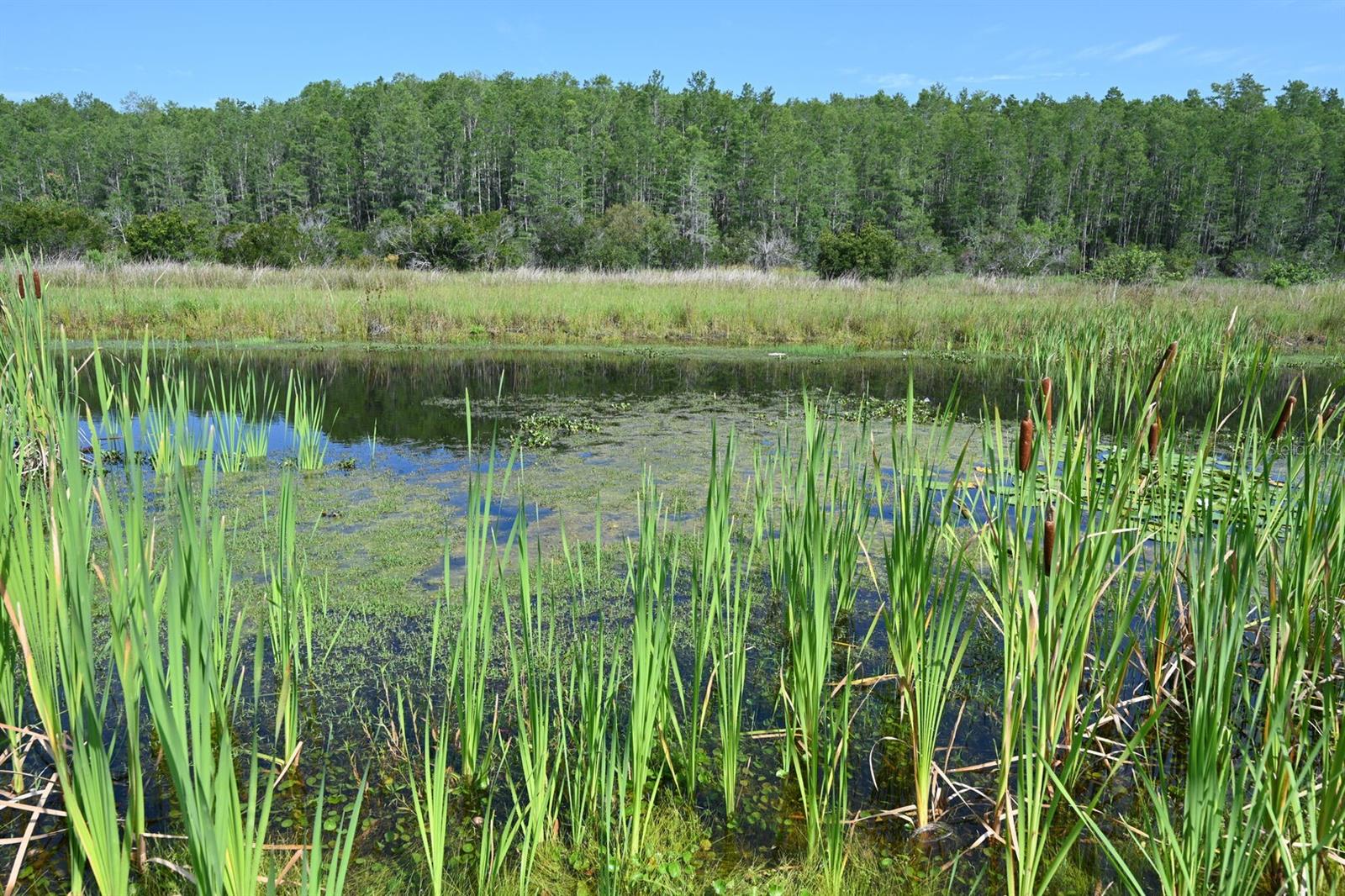 Image 89 of 100 For 2956 Penelope Loop