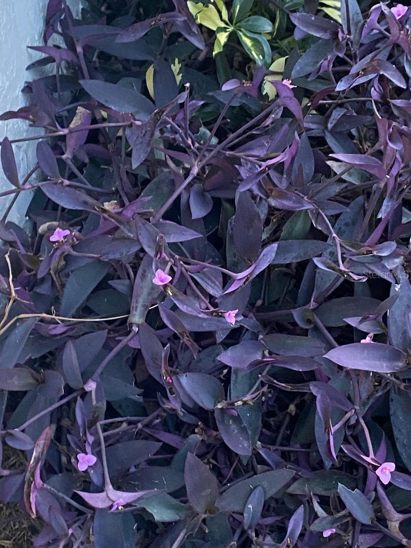 Image 30 of 30 For 8437 Gibralter Street