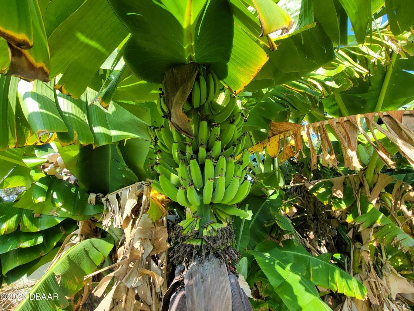 Image 32 of 39 For 253 Brighton Drive