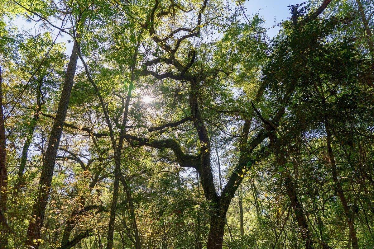 Details for Tbd Lot 10 10th Terrace, LIVE OAK, FL 32060