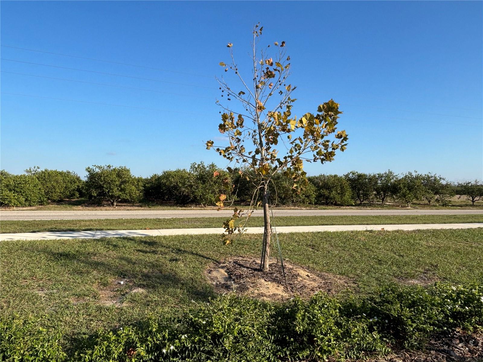 Image 39 of 40 For 2818 Pennachio Drive