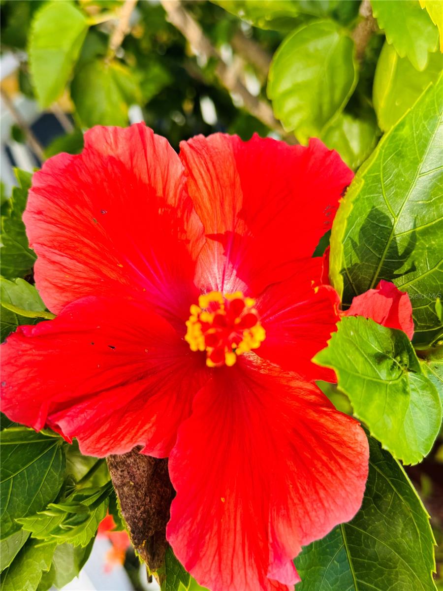 Image 34 of 60 For 320 Aloha Drive