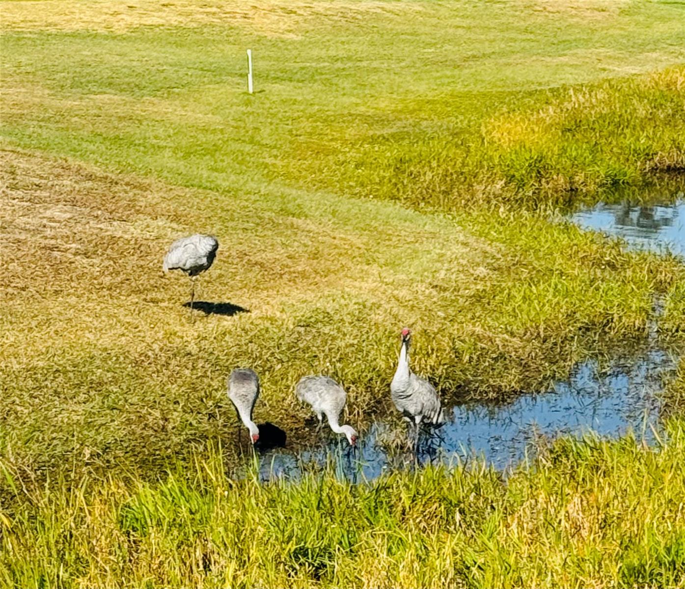 Image 47 of 51 For 300 Royal Troon Loop