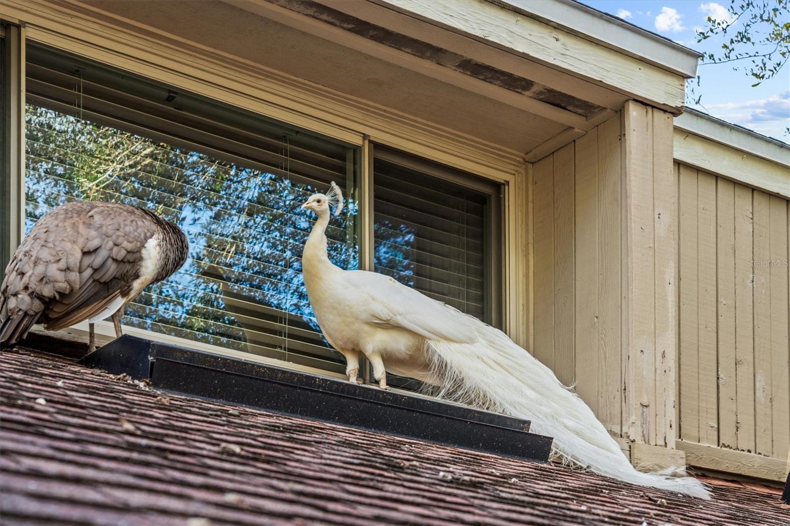 Image 63 of 63 For 114 Juniper Lane