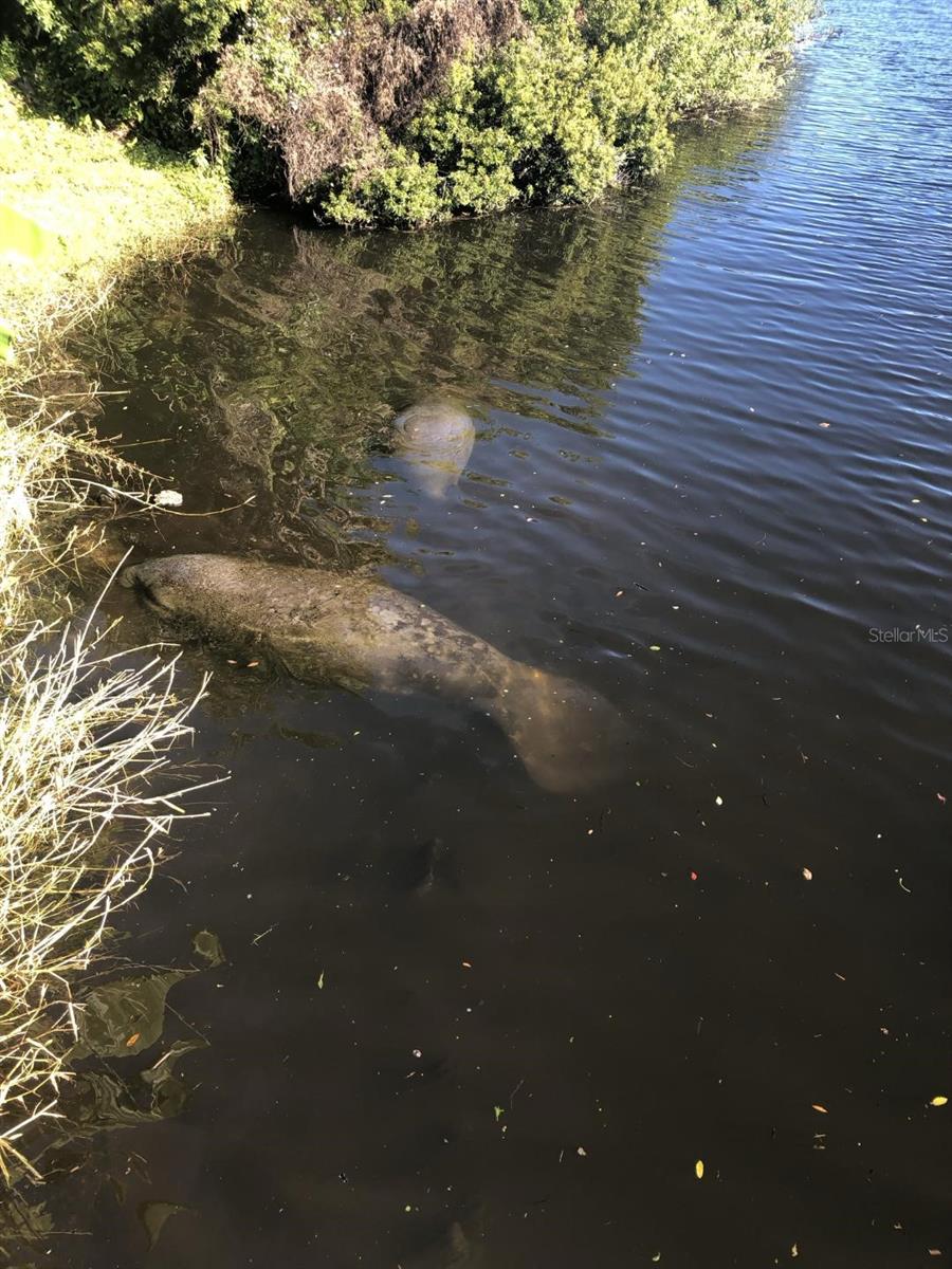 Image 64 of 65 For 2245 Enjoya Ln