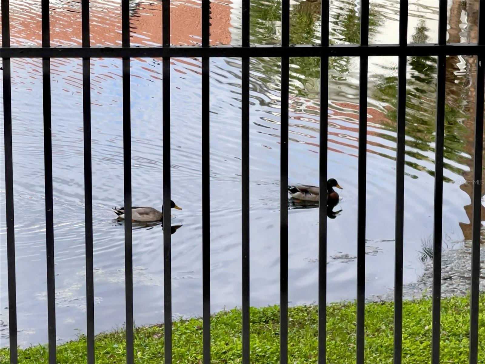 Image 26 of 27 For 2639 Maitland Crossing Way 201