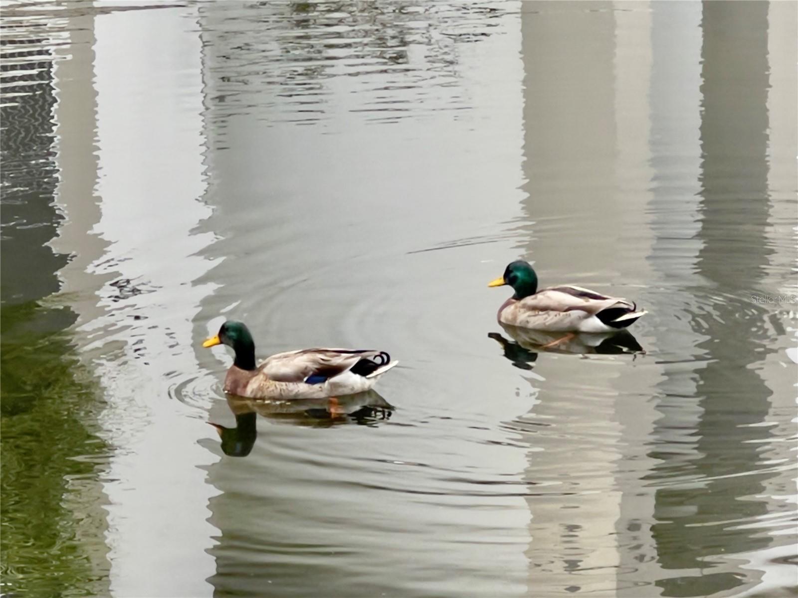 Image 27 of 27 For 2639 Maitland Crossing Way 201