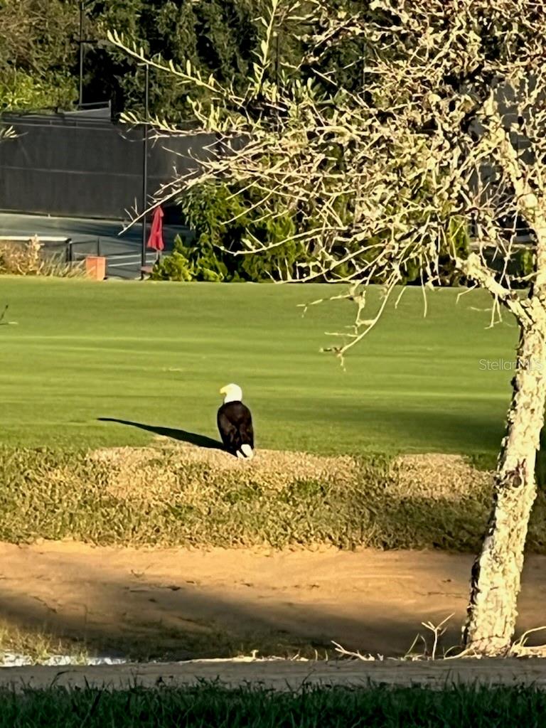 Image 8 of 19 For 16650 Bolsena Drive