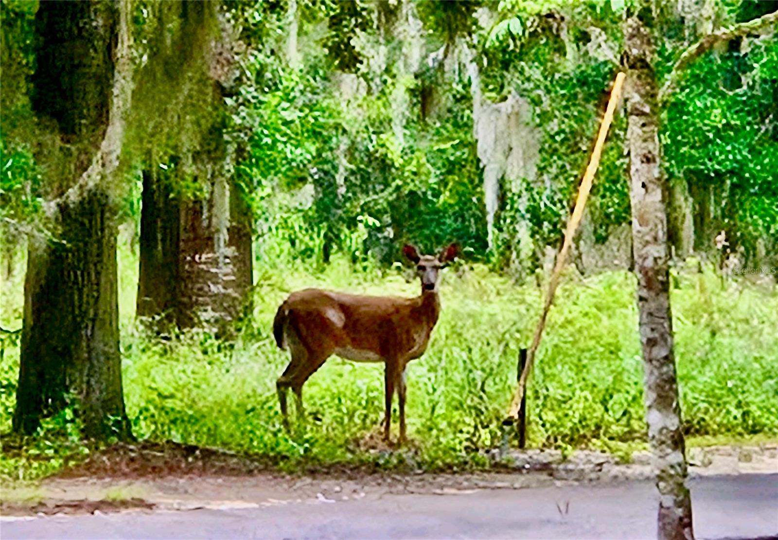 Image 48 of 67 For 6037 Lake Erie Road