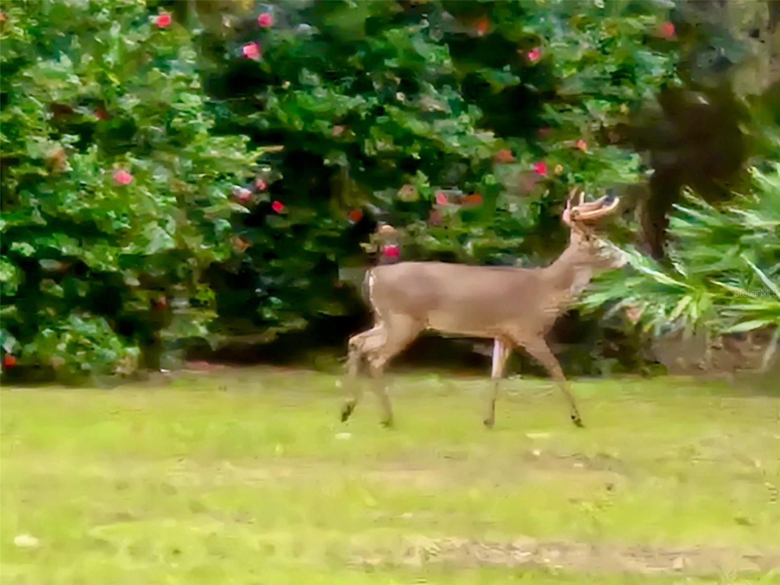 Image 49 of 67 For 6037 Lake Erie Road