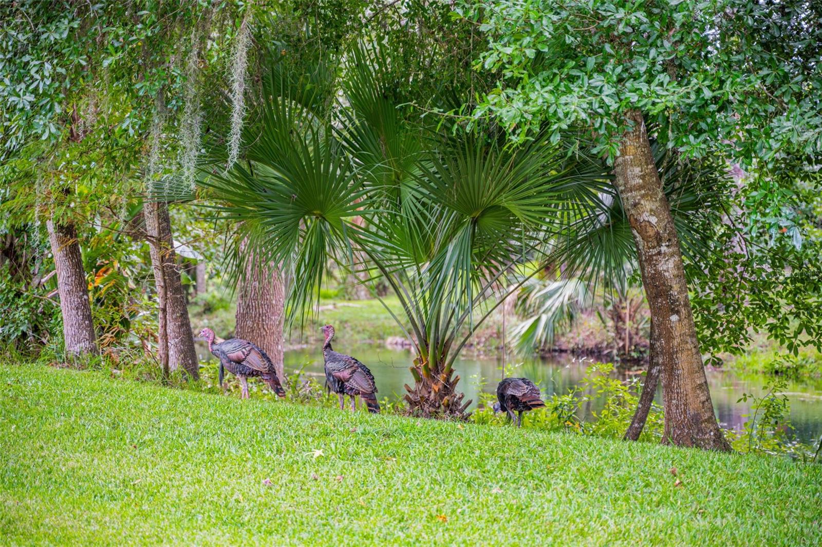 Image 56 of 68 For 3811 Watercrest Drive