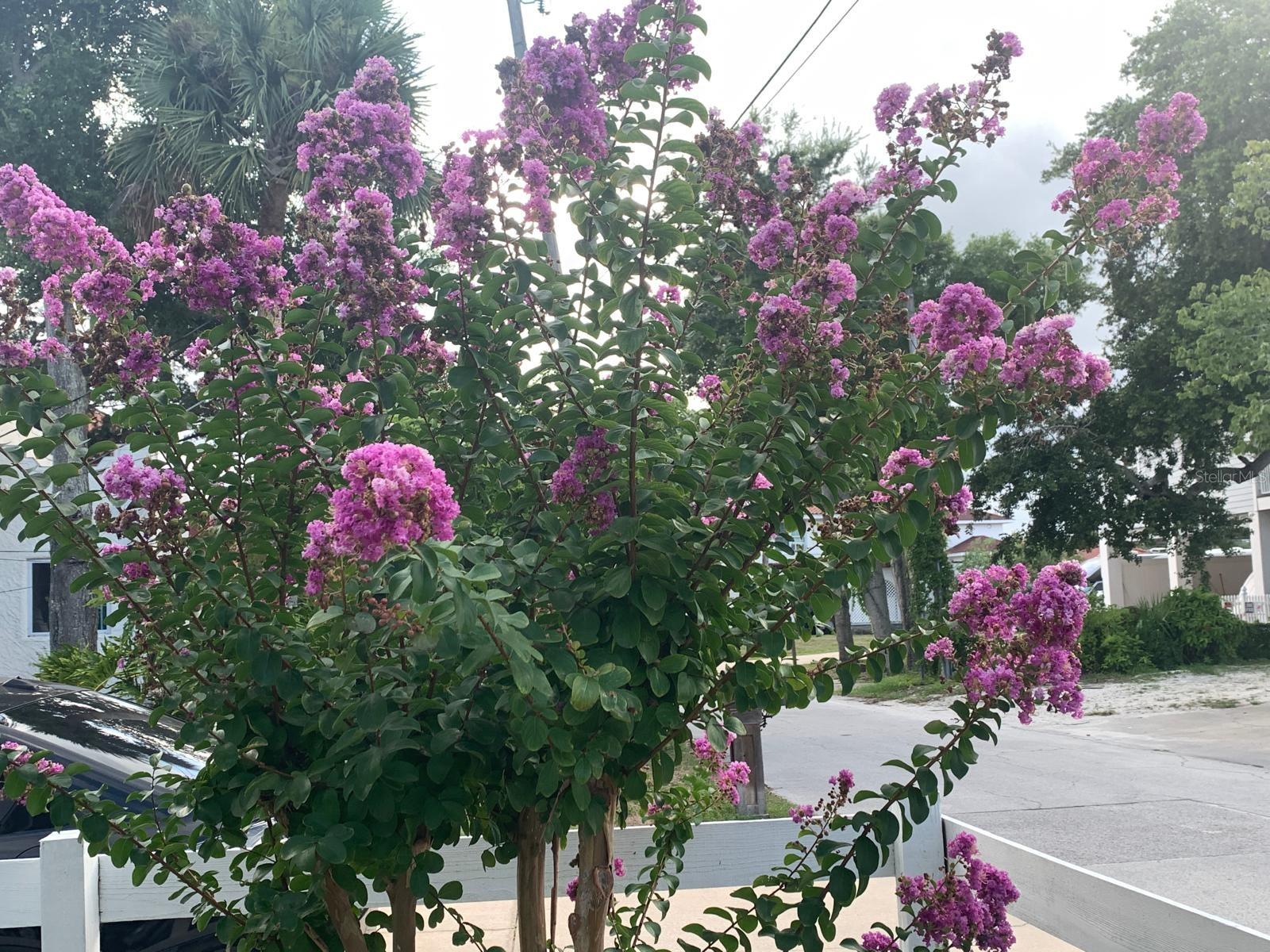 Image 41 of 64 For 244 Lexington Drive