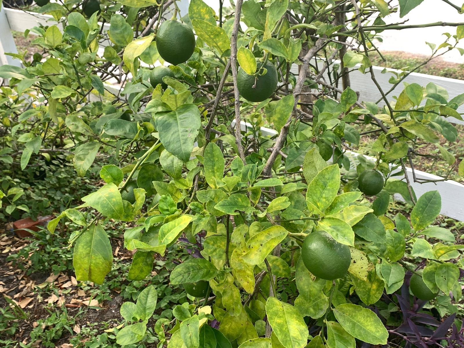 Image 62 of 64 For 244 Lexington Drive