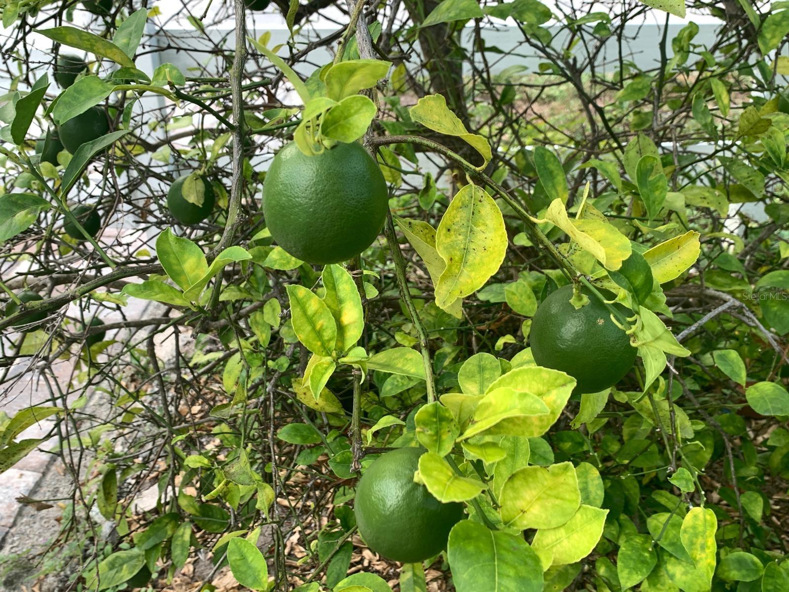 Image 67 of 68 For 244 Lexington Drive