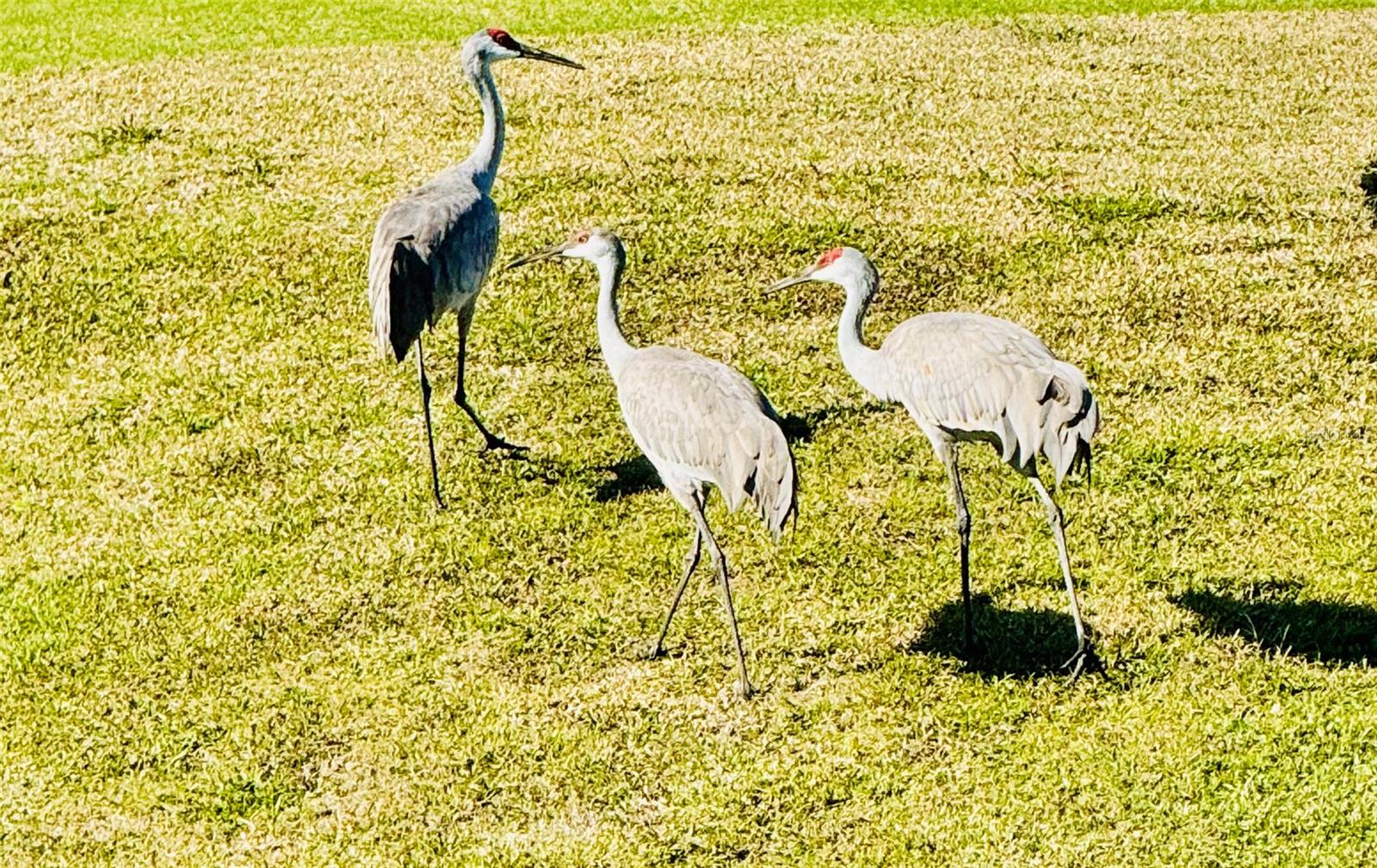 Image 35 of 43 For 2457 St George Drive