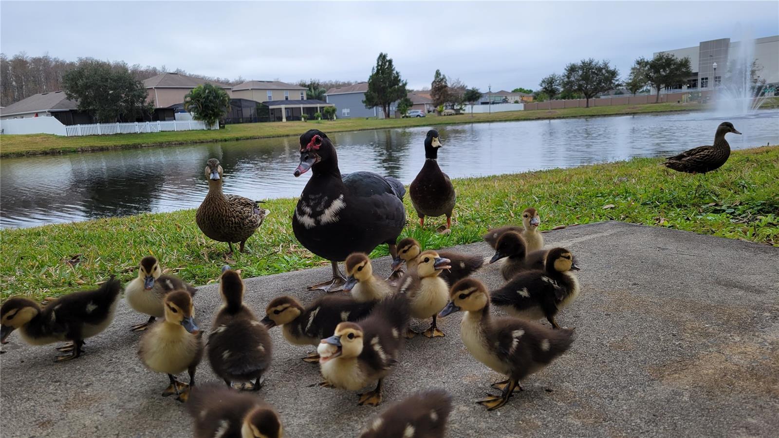 Image 20 of 23 For 520 Cresting Oak Circle 6