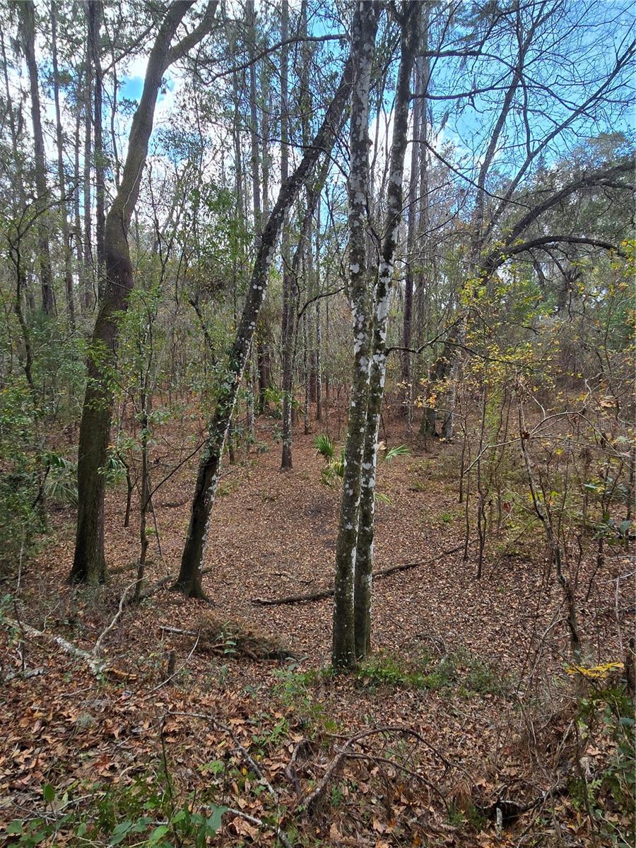 Image 34 of 35 For 25344 Croom Road