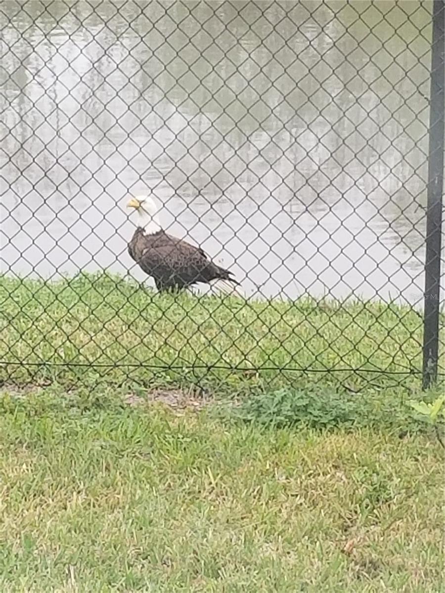 Image 20 of 23 For 337 Bella Rosa Circle