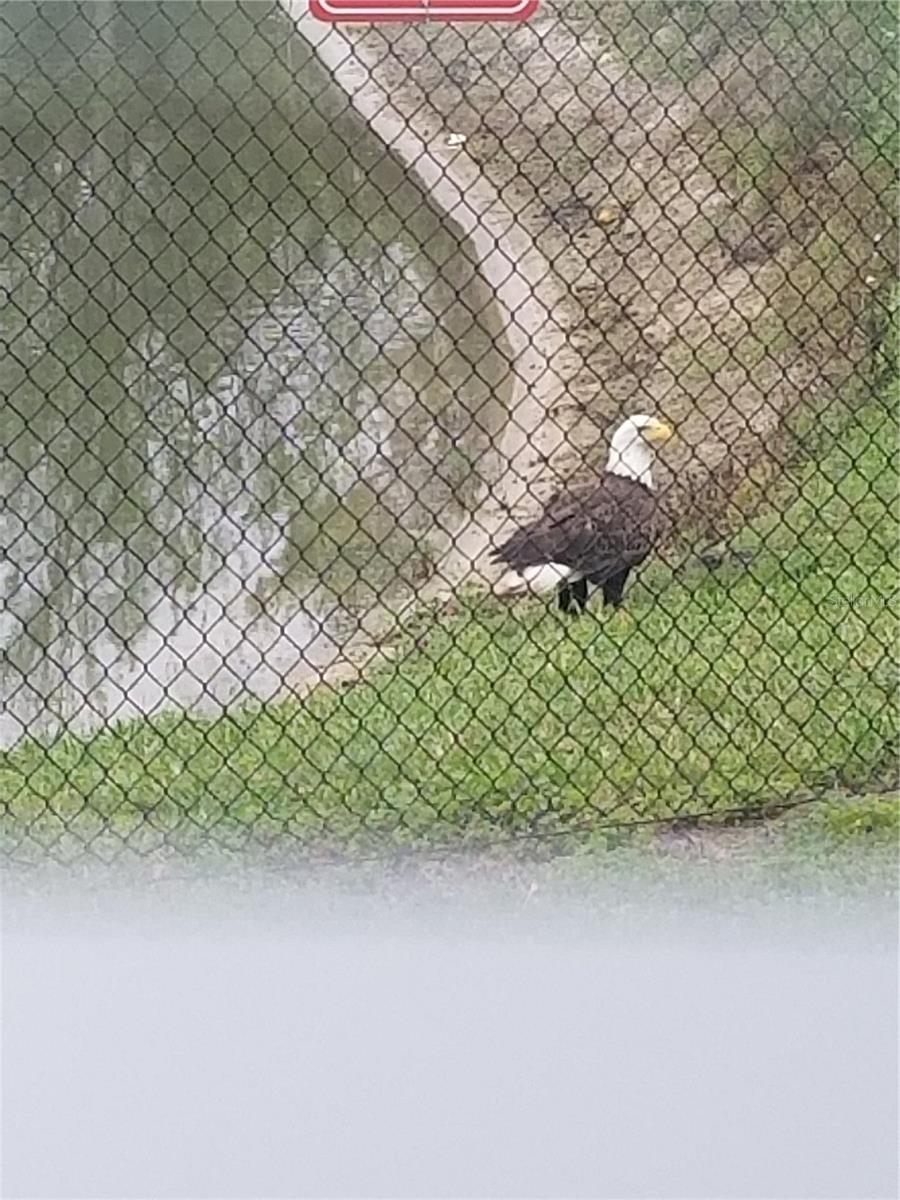 Image 21 of 23 For 337 Bella Rosa Circle