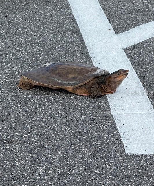 Image 28 of 29 For 1731 Yellow Trail