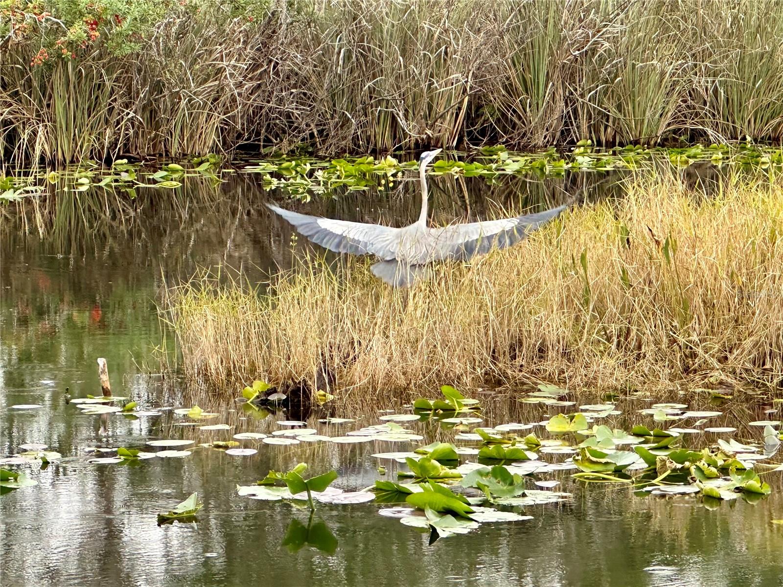 Listing photo id 72 for 1423 Lagoon Point