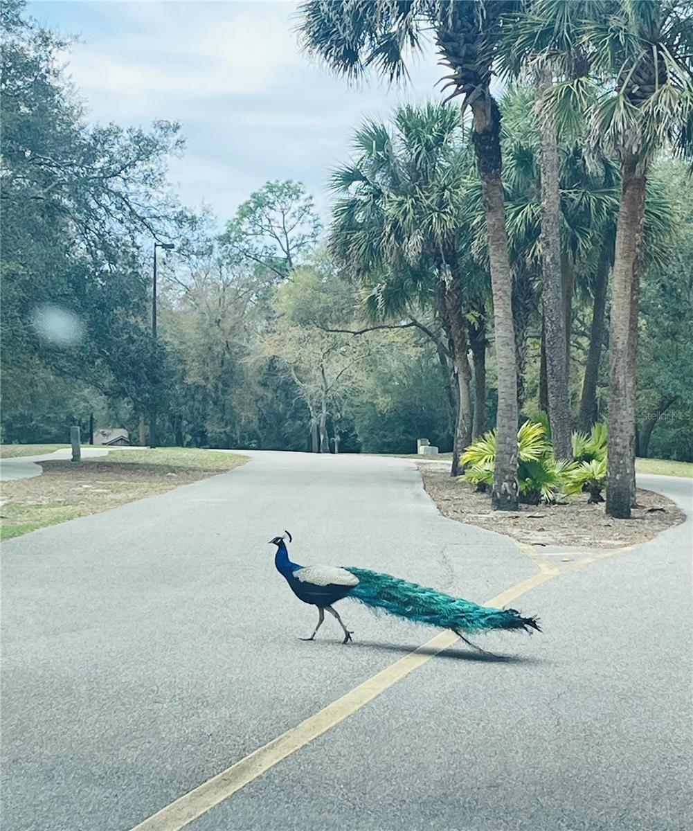 Image 89 of 91 For 209 Sweet Gum Way