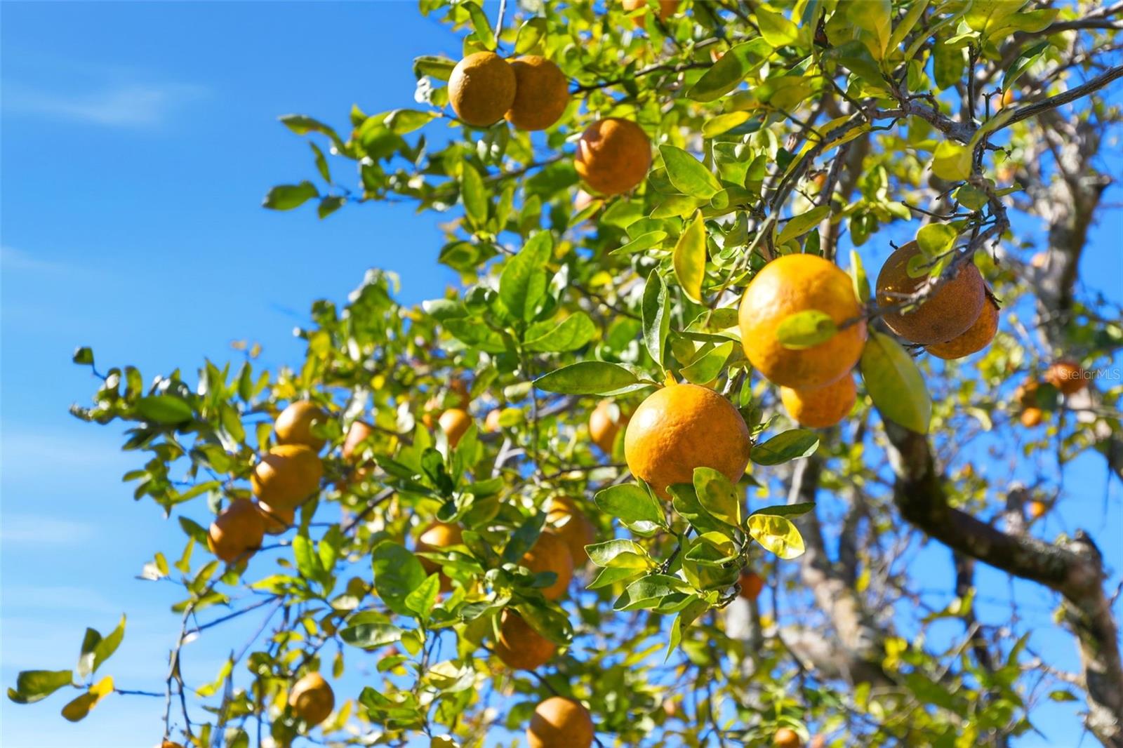 Image 35 of 36 For 8840 Ava Lake Drive