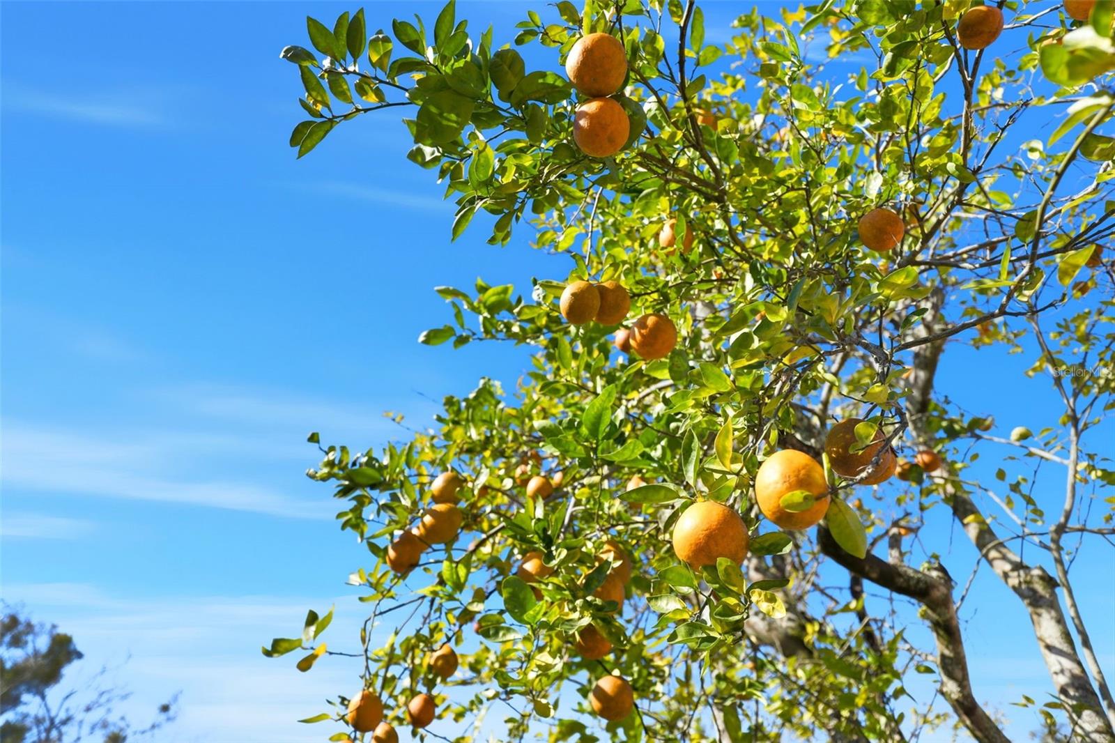 Image 36 of 36 For 8840 Ava Lake Drive