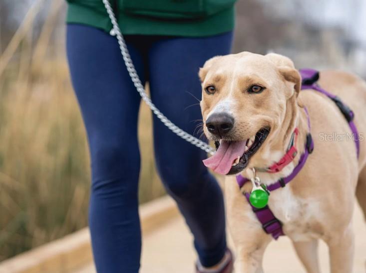 Image 25 of 30 For 804 80th Way