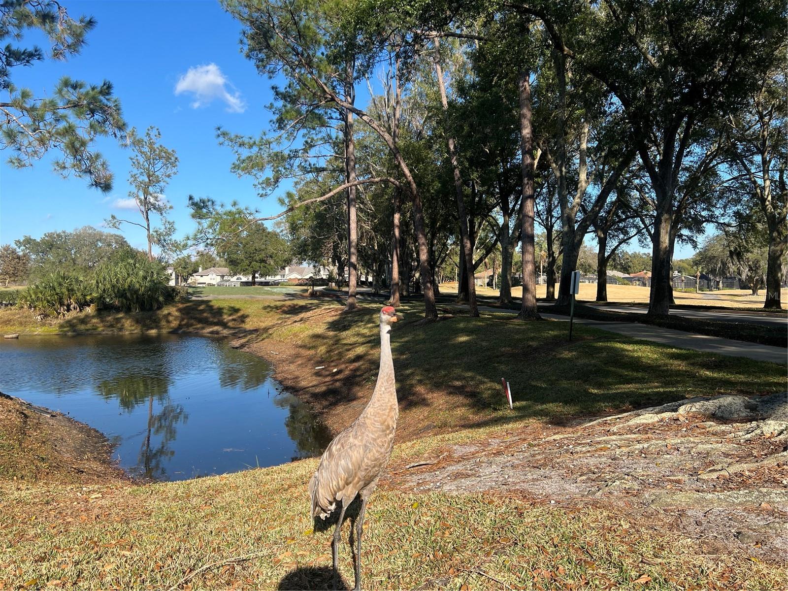 Image 39 of 74 For 443 Hamptoncrest Circle 305