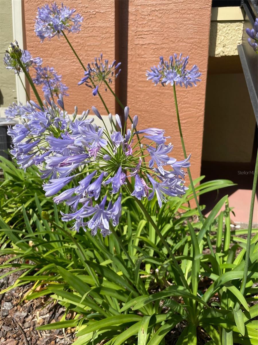 Image 40 of 47 For 1909 Summer Club Drive 211