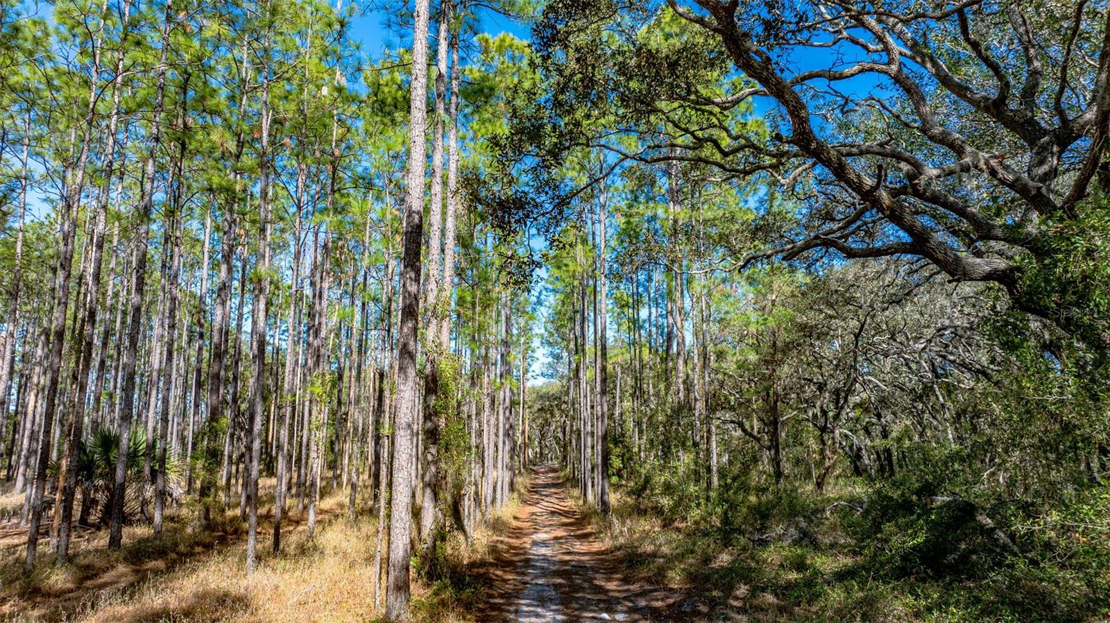 Image 14 of 19 For 13615 Tyrone Street