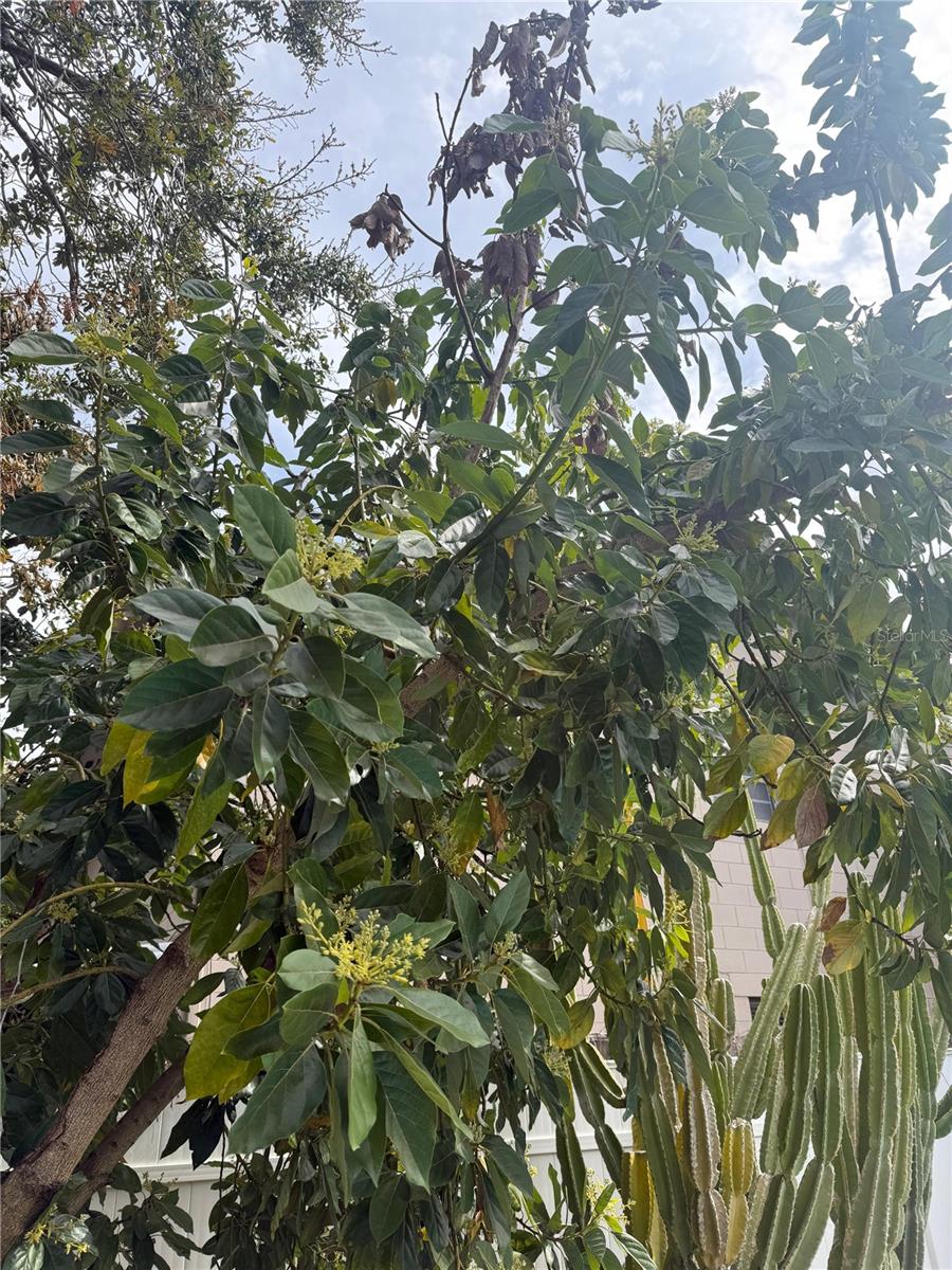 Image 20 of 22 For 29 Princeton Street